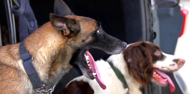 警犬在工作流浪狗跑来搭讪警犬：七夕谈个恋爱怎么了