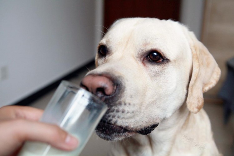 盘点狗狗绝不能吃的23种食物你有喂吗