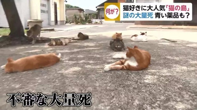 日本流浪猫乐土猫岛被频频投毒被抓80多岁老人拒承认毒猫