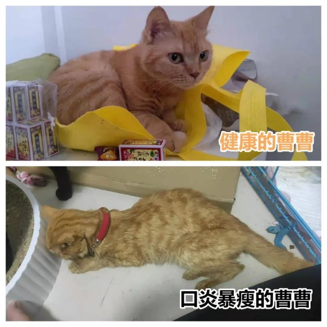 猫狗不肯刷牙兽医推荐一个简单方法：加进狗粮即可