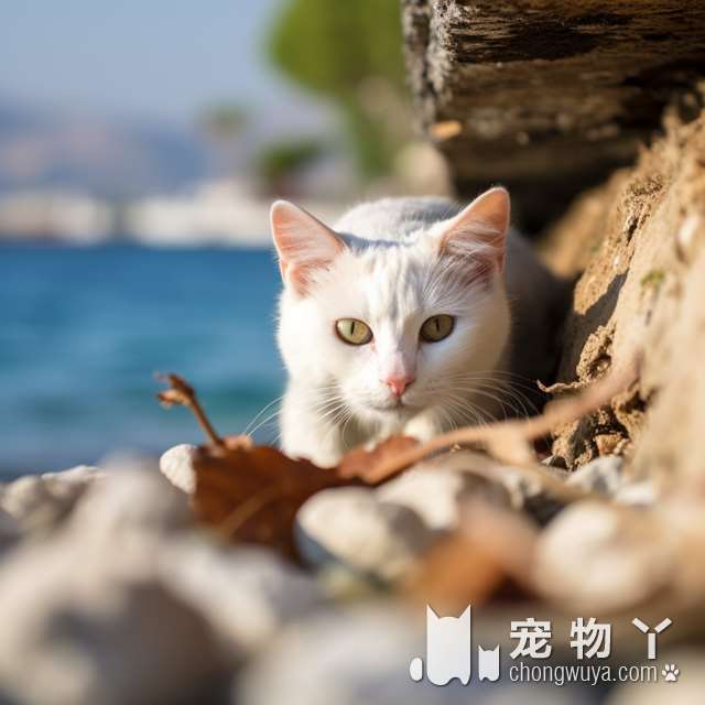 国家保护动物狸花猫？